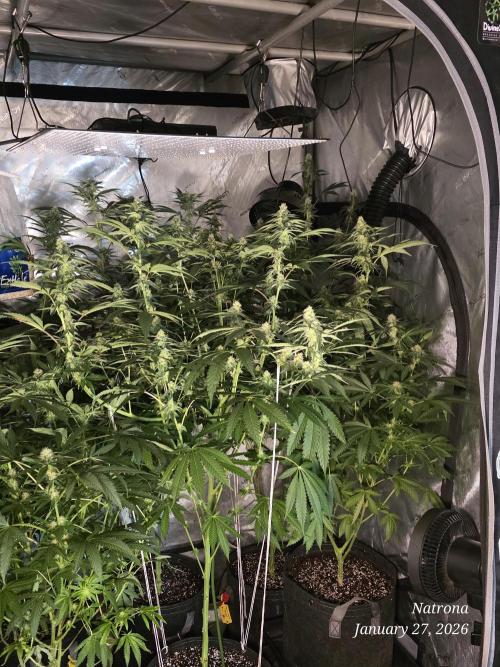 Straw-Lectric Lemonade Strng Seeds. Week 12