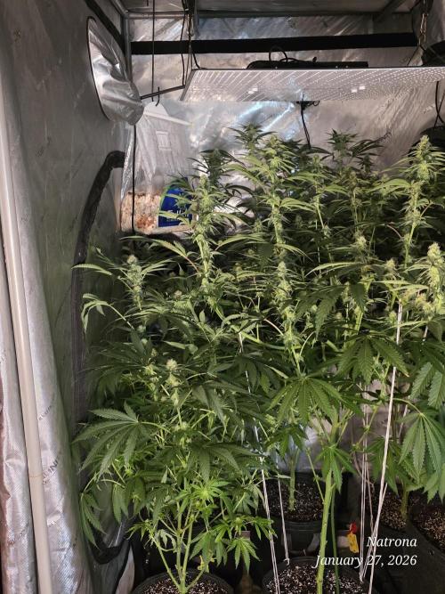 Straw-Lectric Lemonade Strng Seeds. Week 12