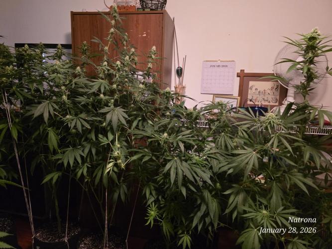 Straw-Lectric Lemonade Strng Seeds. Week 12 - Before defoliation