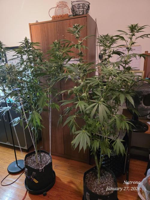 Strawberry Cadillac-Strng Seeds. Week 12