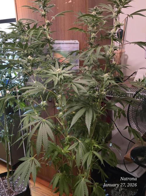 Strawberry Cadillac-Strng Seeds. Week 12