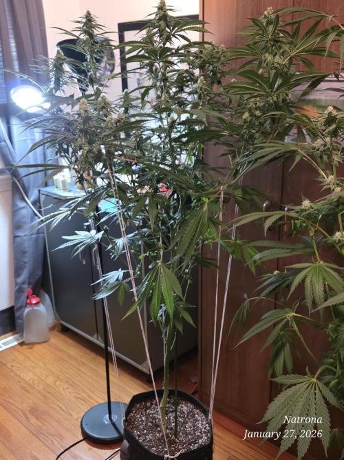 Strawberry Cadillac-Strng Seeds. Week 12