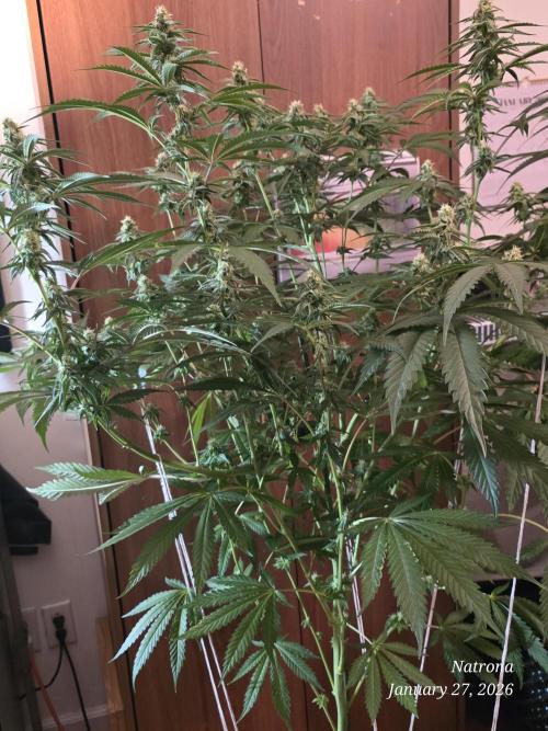 Strawberry Cadillac-Strng Seeds. Week 12