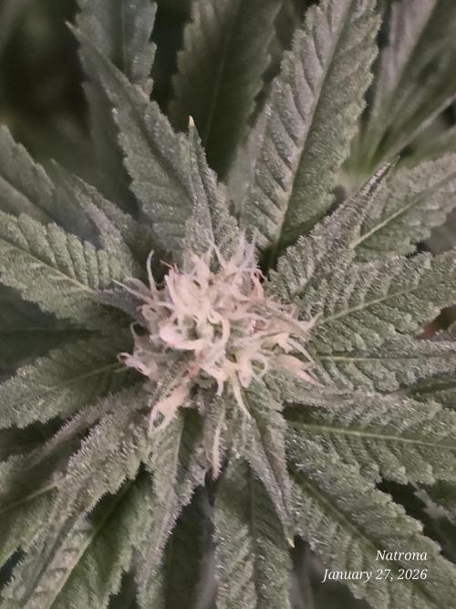 Strawberry Cadillac-Strng Seeds. Week 12