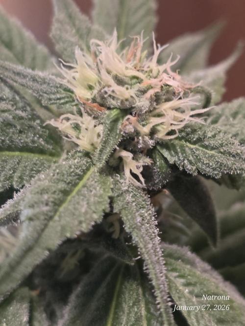 Strawberry Cadillac-Strng Seeds. Week 12