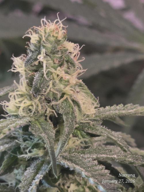 Strawberry Cadillac-Strng Seeds. Week 12