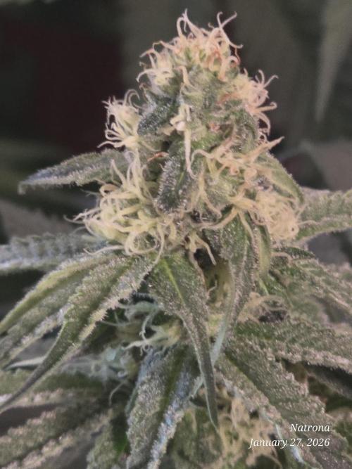 Strawberry Cadillac-Strng Seeds. Week 12