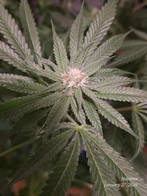 Strawberry Cadillac-Strng Seeds. Week 12