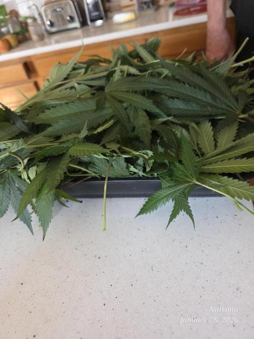 Strawberry Cadillac-Strng Seeds. Week 12