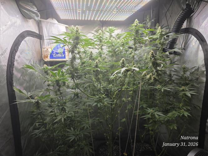 Strawberry Cadillac-Strng Seeds. Week 12