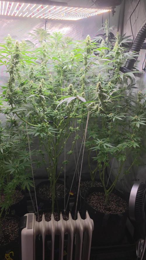 Strawberry Cadillac-Strng Seeds