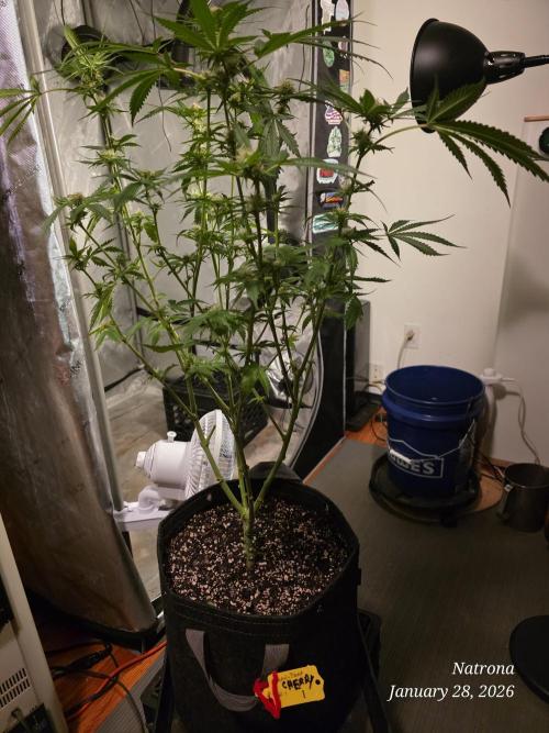 Straw-Trop Cherry Strng Seeds. Week 12