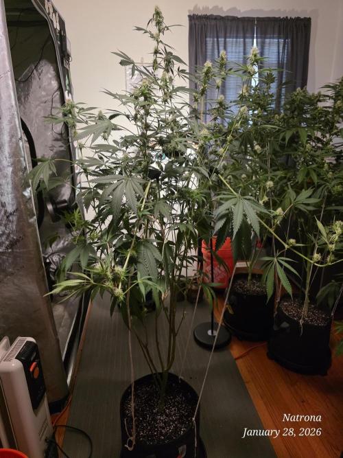 Straw-Trop Cherry Strng Seeds. Week 12