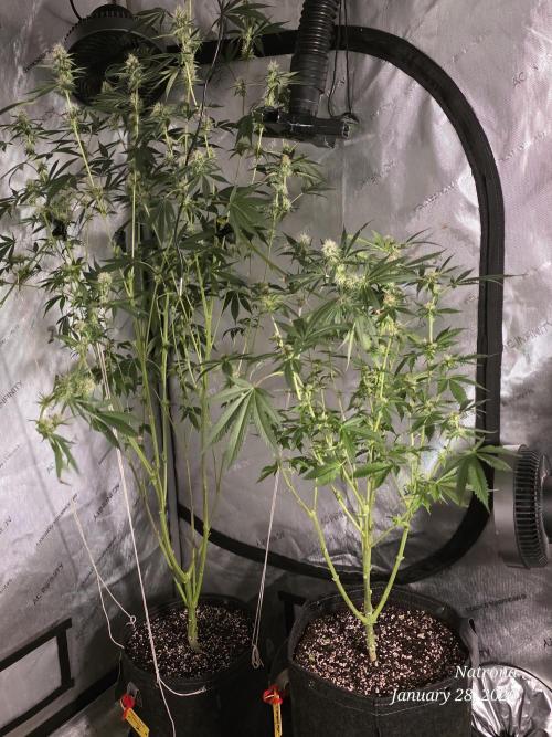 Straw-Trop Cherry Strng Seeds. Week 12