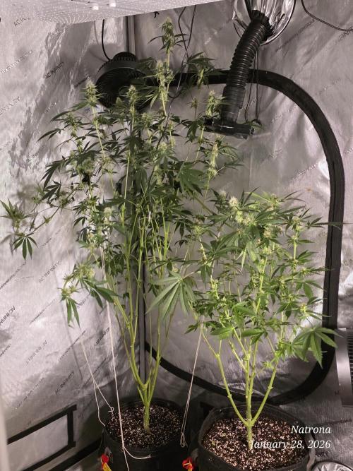 Straw-Trop Cherry Strng Seeds. Week 12