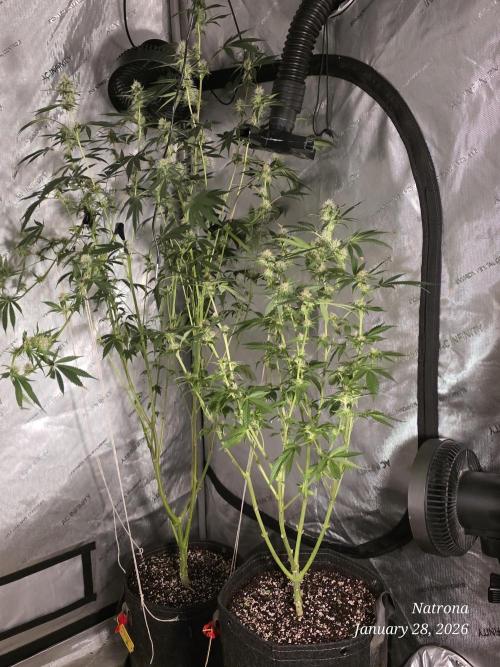 Straw-Trop Cherry Strng Seeds. Week 12