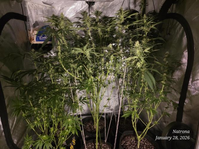 Straw-Trop Cherry Strng Seeds. Week 12