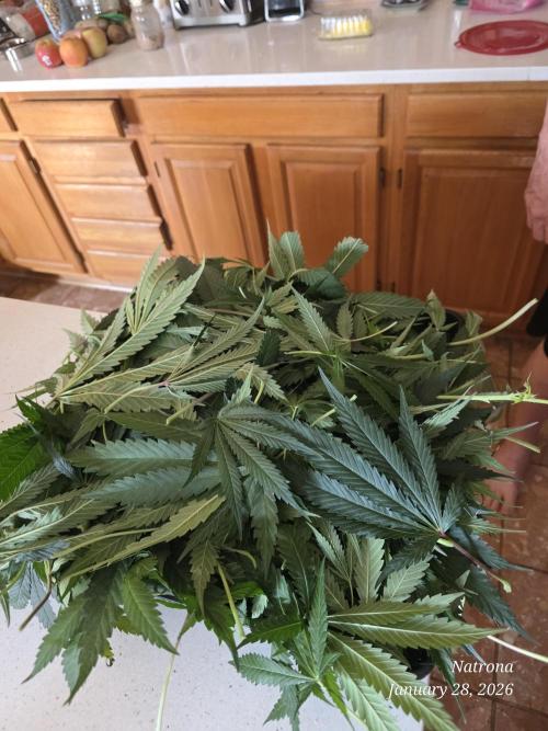 Straw-Trop Cherry Strng Seeds. Week 12