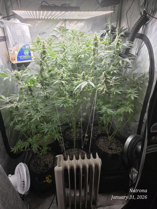 Straw-Trop Cherry Strng Seeds. Week 12