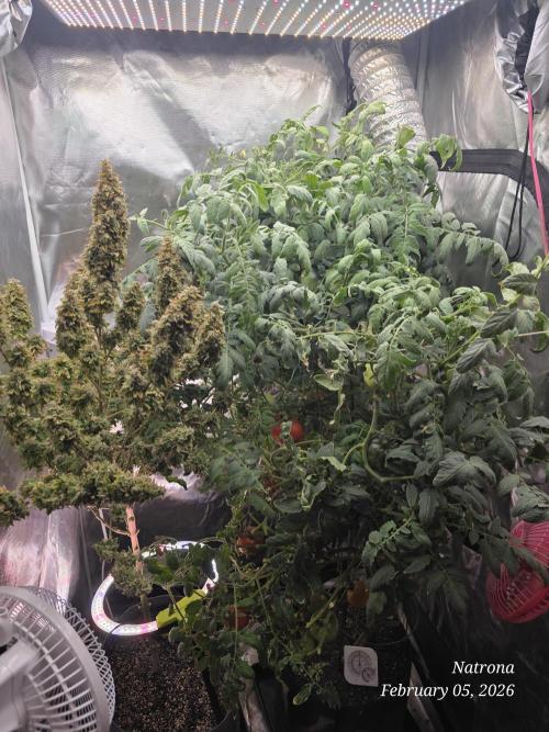 NYC Diesel (was Hey Abby). Week 20