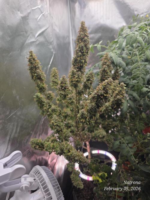 NYC Diesel (was Hey Abby). Week 20