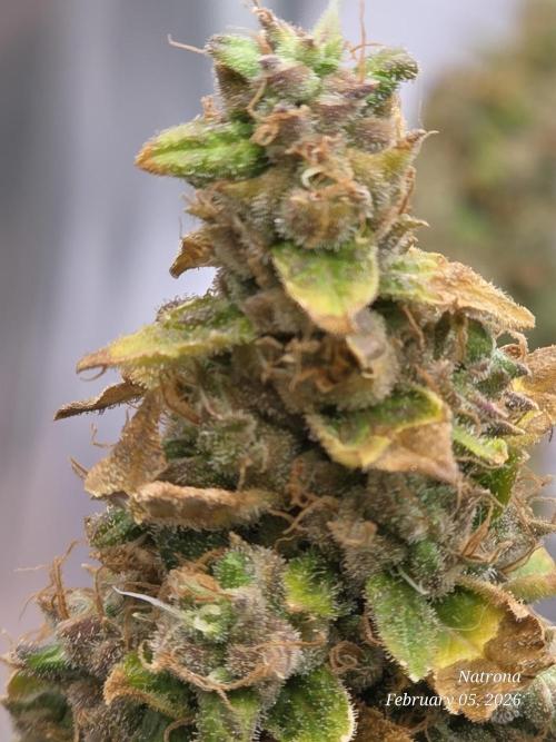 NYC Diesel (was Hey Abby). Week 20