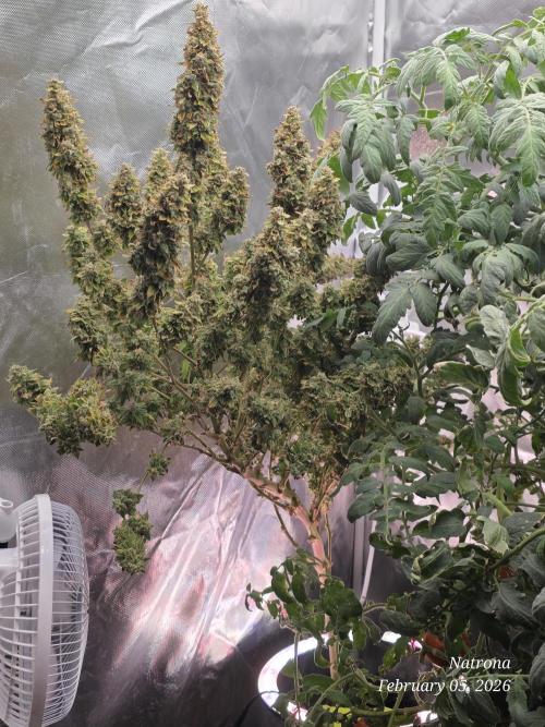 NYC Diesel (was Hey Abby). Week 20