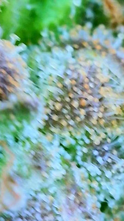 NYC Diesel (was Hey Abby). Week 20