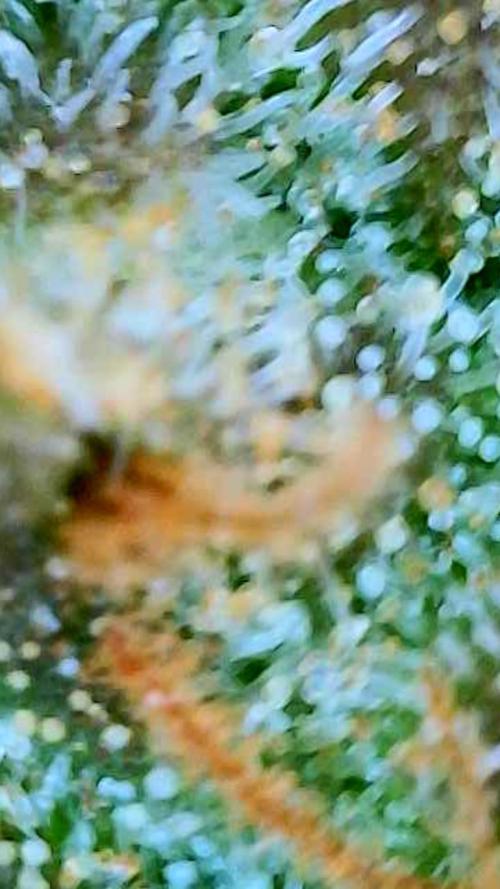 NYC Diesel (was Hey Abby). Week 20