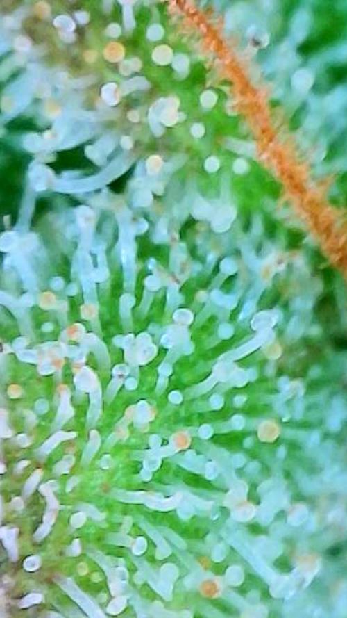 NYC Diesel (was Hey Abby). Week 20