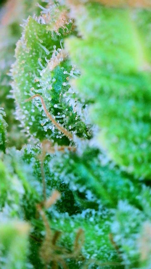 NYC Diesel (was Hey Abby). Week 20