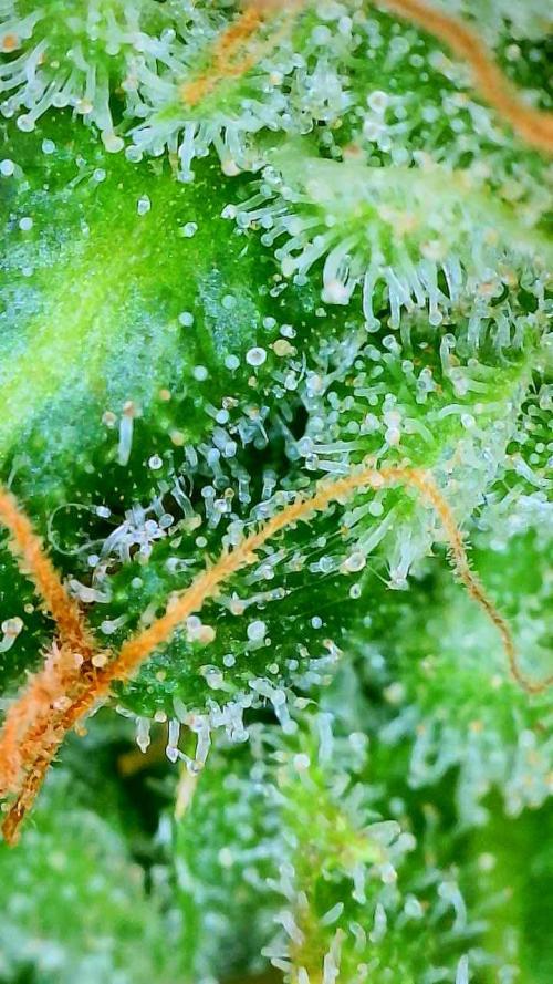 NYC Diesel (was Hey Abby). Week 20