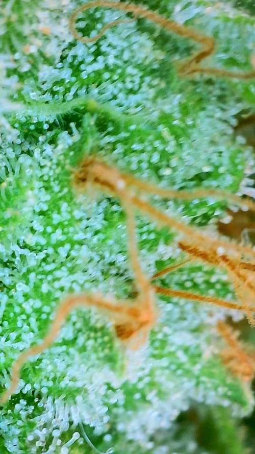 NYC Diesel (was Hey Abby). Week 20