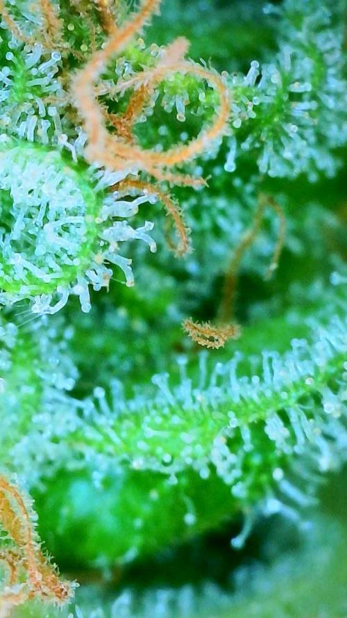 NYC Diesel (was Hey Abby). Week 20