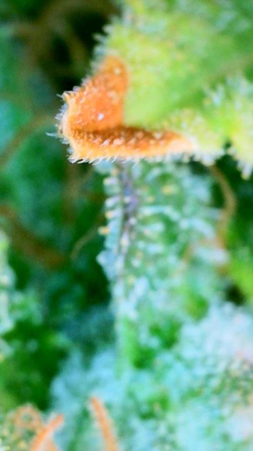 NYC Diesel (was Hey Abby). Week 20