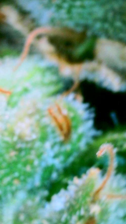 NYC Diesel (was Hey Abby). Week 20