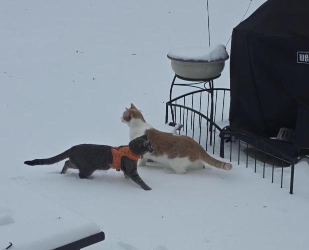 NYC Diesel (was Hey Abby). Week 20