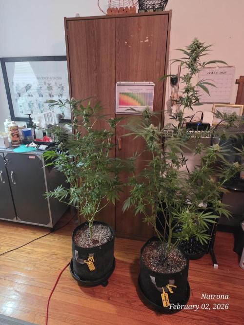 Straw-Lectric Lemonade Strng Seeds. Week 13