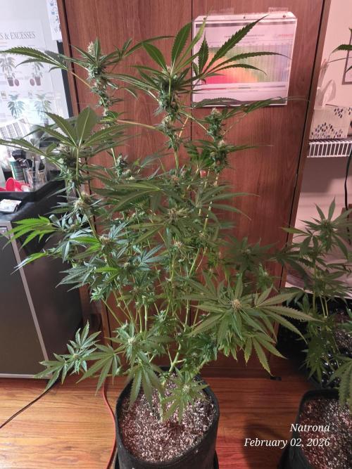 Straw-Lectric Lemonade Strng Seeds. Week 13 - SLL 1