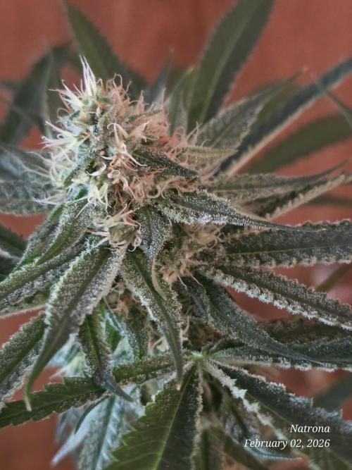 Straw-Lectric Lemonade Strng Seeds. Week 13