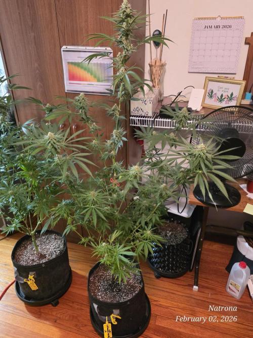 Straw-Lectric Lemonade Strng Seeds. Week 13 - SLL 2