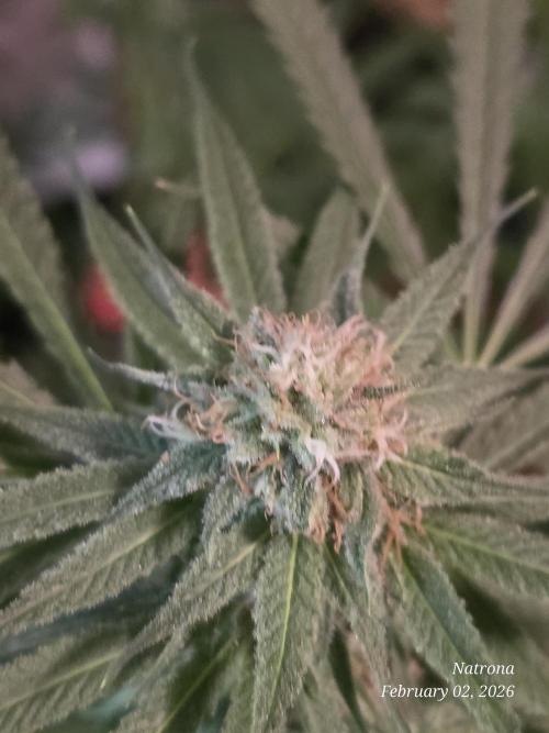 Straw-Lectric Lemonade Strng Seeds. Week 13 - #2