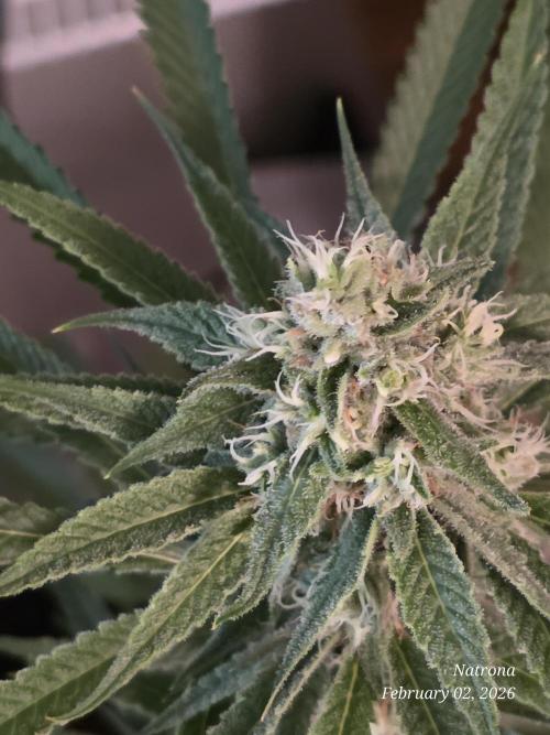 Straw-Lectric Lemonade Strng Seeds. Week 13