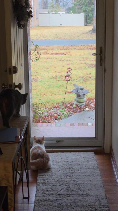 Straw-Lectric Lemonade Strng Seeds