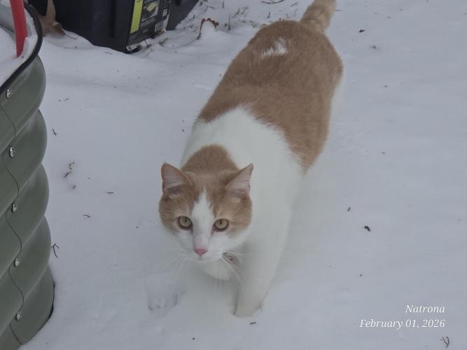 Straw-Lectric Lemonade Strng Seeds. Week 13