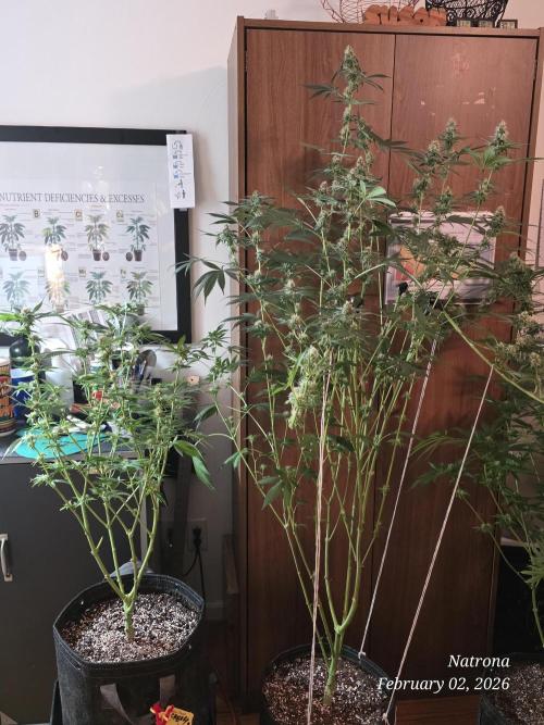 Straw-Trop Cherry Strng Seeds. Week 13