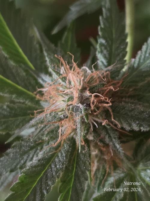 Straw-Trop Cherry Strng Seeds. Week 13