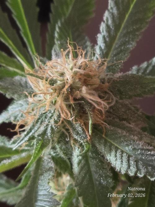 Straw-Trop Cherry Strng Seeds. Week 13