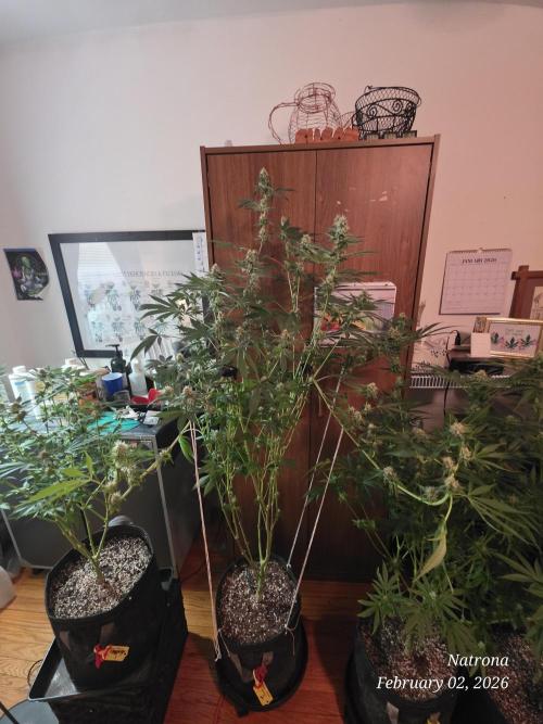 Straw-Trop Cherry Strng Seeds. Week 13