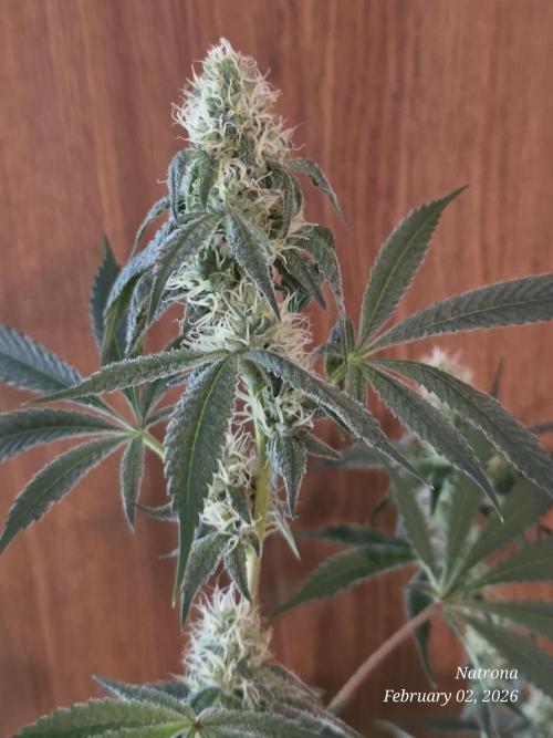 Straw-Trop Cherry Strng Seeds. Week 13